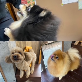 きなこ&あんちゃん＆こすずちゃん🐶🐶🐶