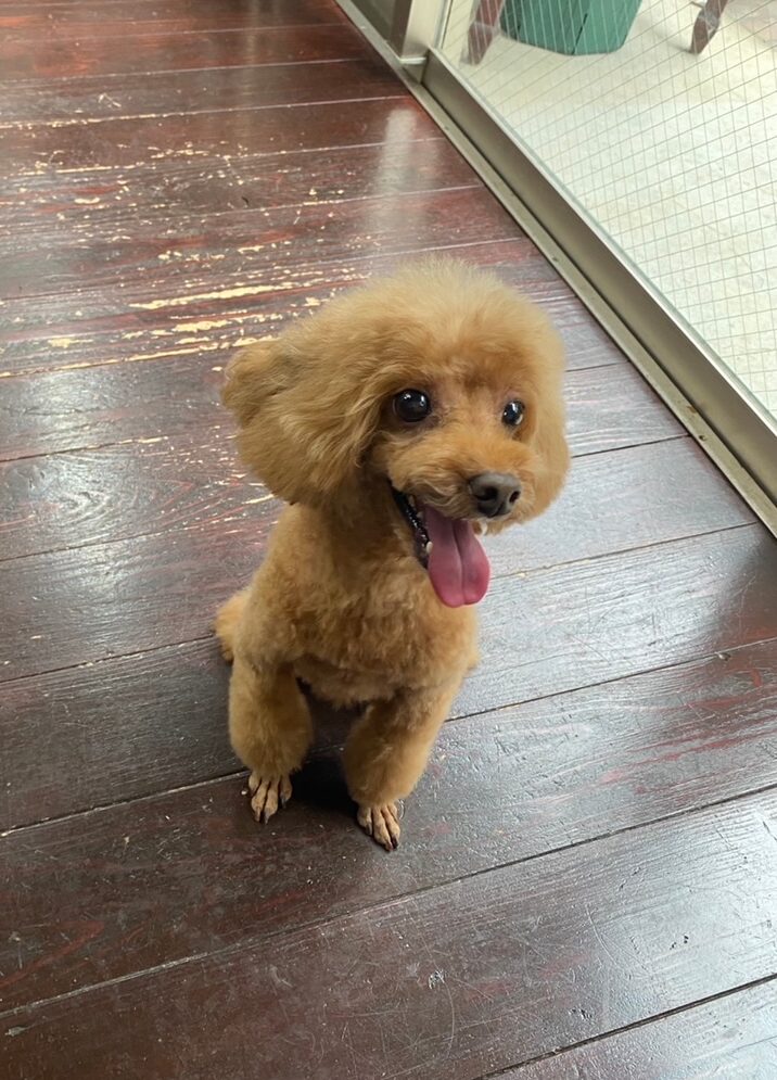 ノアちゃん🐩