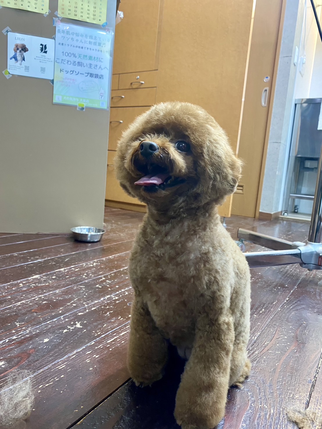 ラルちゃん🐩