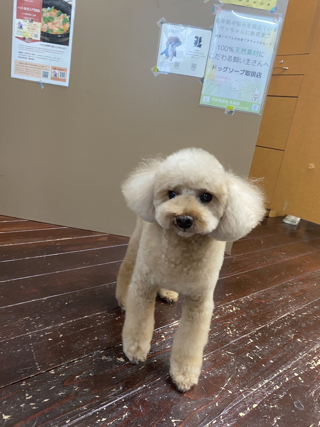 茶々丸ちゃん🐩