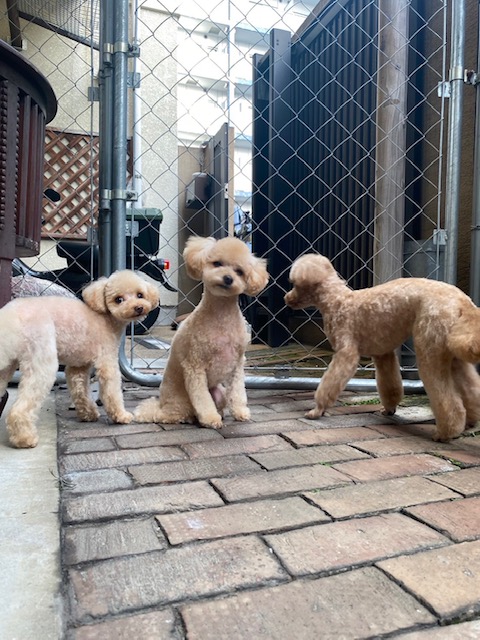 まめ＆くるみ＆せんべいちゃん🐩🐩🐩