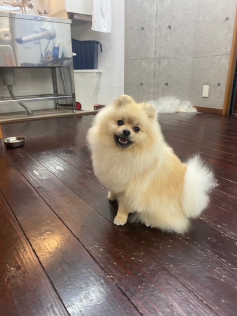 ふぅちゃん🐶