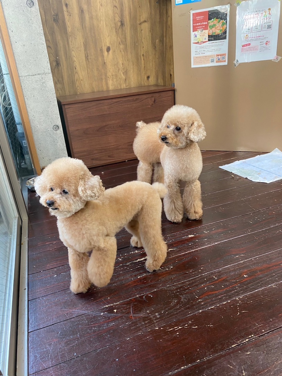 グリコ・マルコちゃん(双子ちゃん)🐩🐩