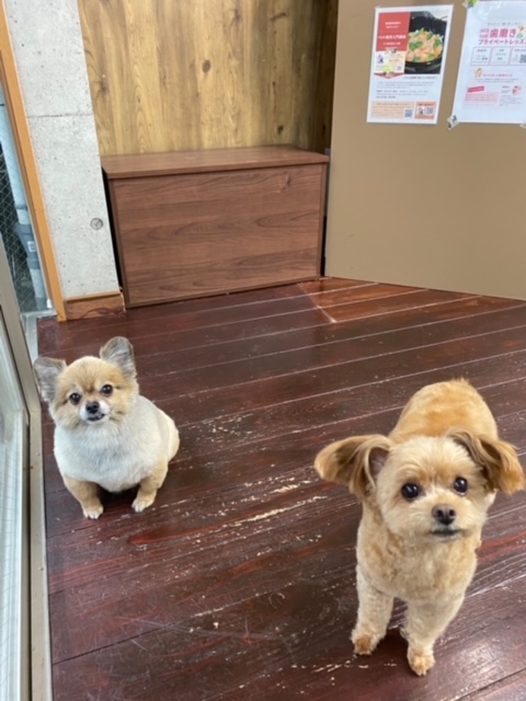 イルちゃんとアムちゃん🐶🐶