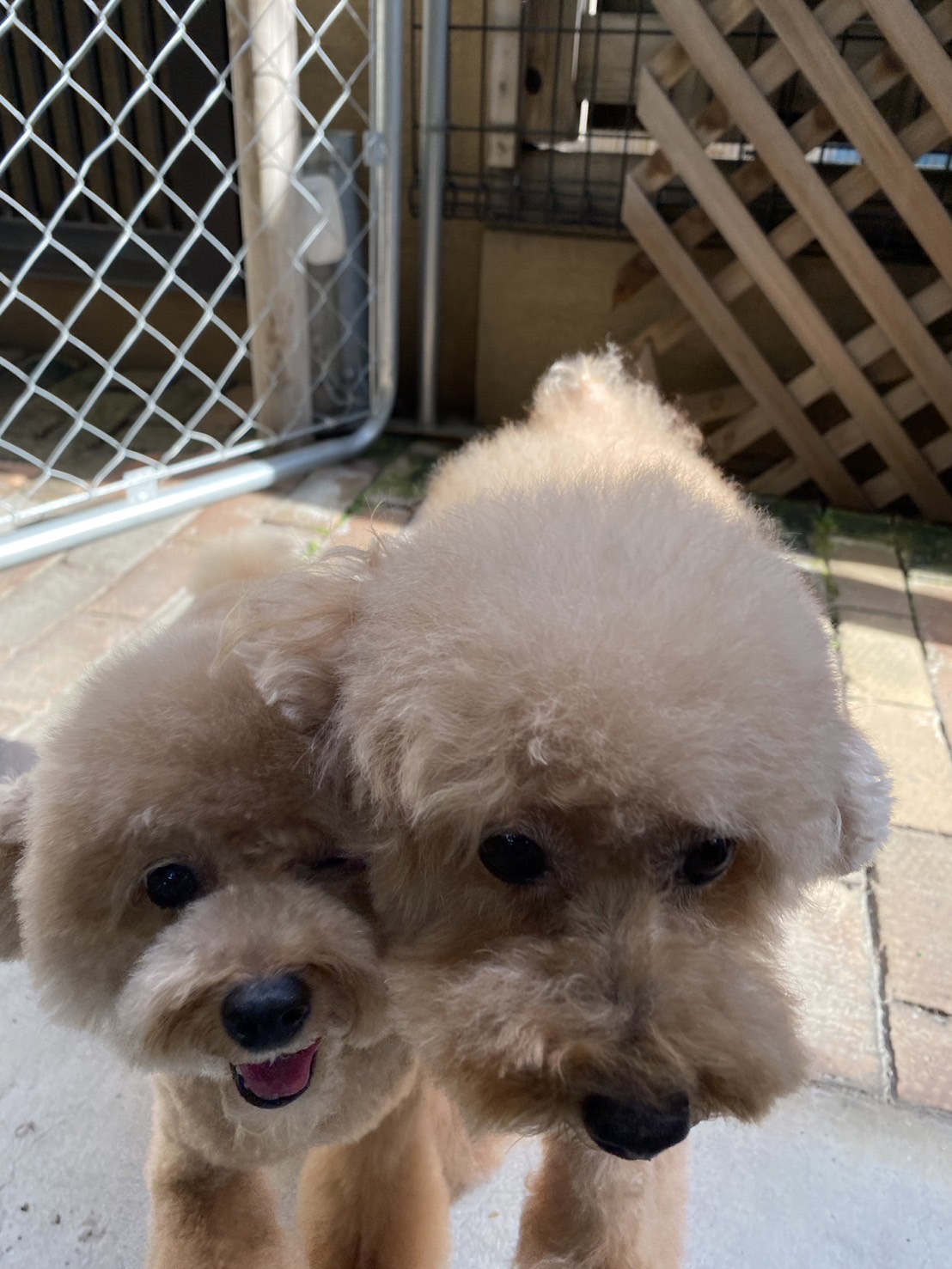 グリコ・マルコちゃん(双子ちゃん)🐩🐩