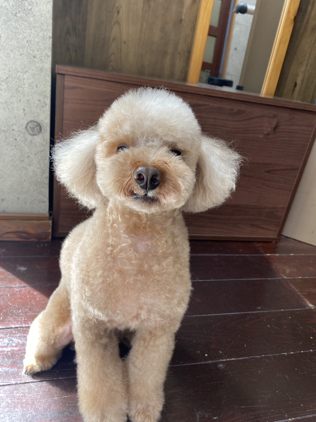 茶々丸ちゃん🐩